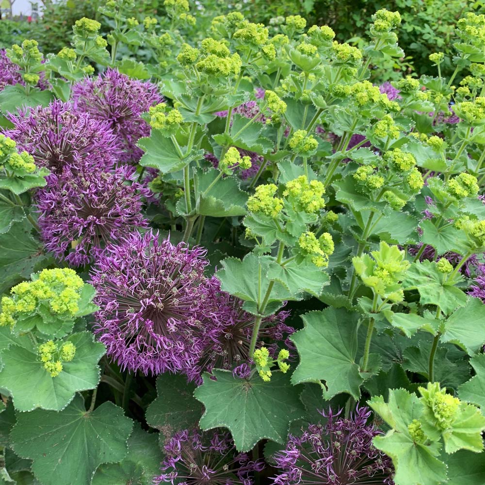 Alchemilla mollis Improved Form