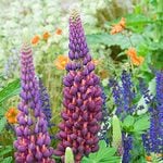  Lupinus 'Masterpiece'