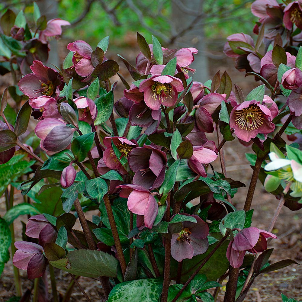 Helleborus Frostkiss® Pippa's Purple