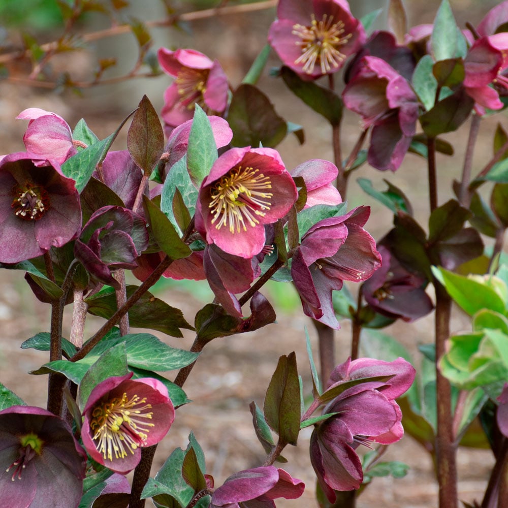 Hellebores Winter centerpiece  Preserved Floral Arrangements