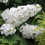  Hydrangea quercifolia Gatsby Gal®