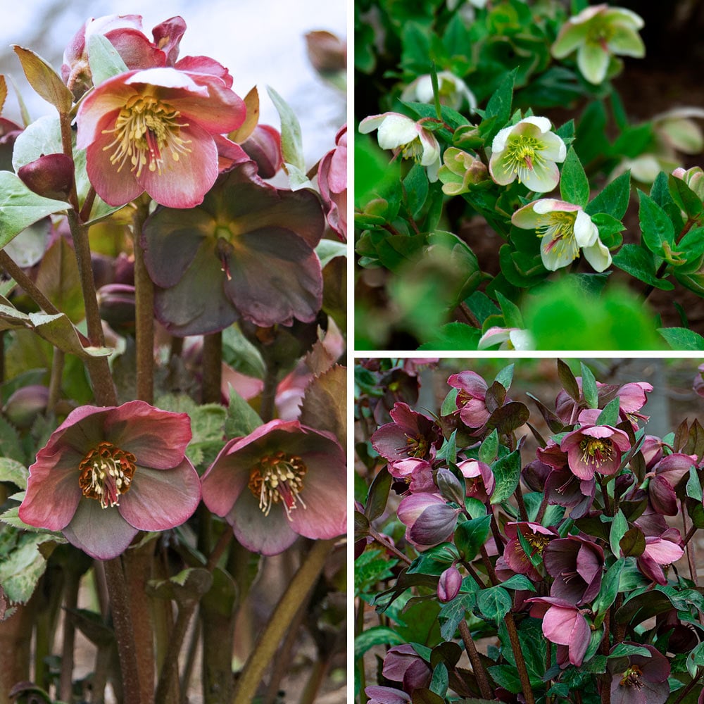 Snow Chaser Hellebore Trio