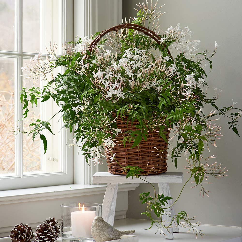 Jasmine in Grapevine Basket