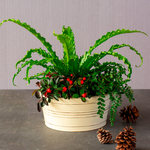  Festive Ferns Dish Garden Kit