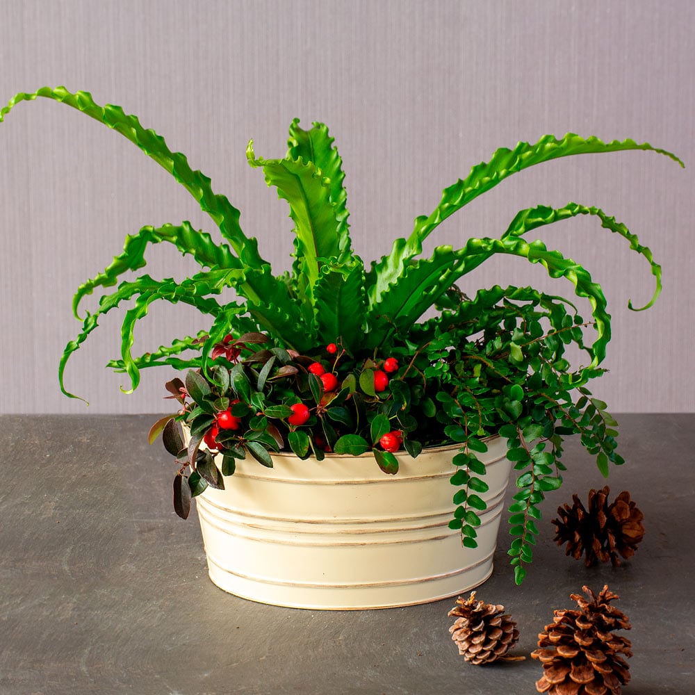 Festive Ferns Dish Garden Kit