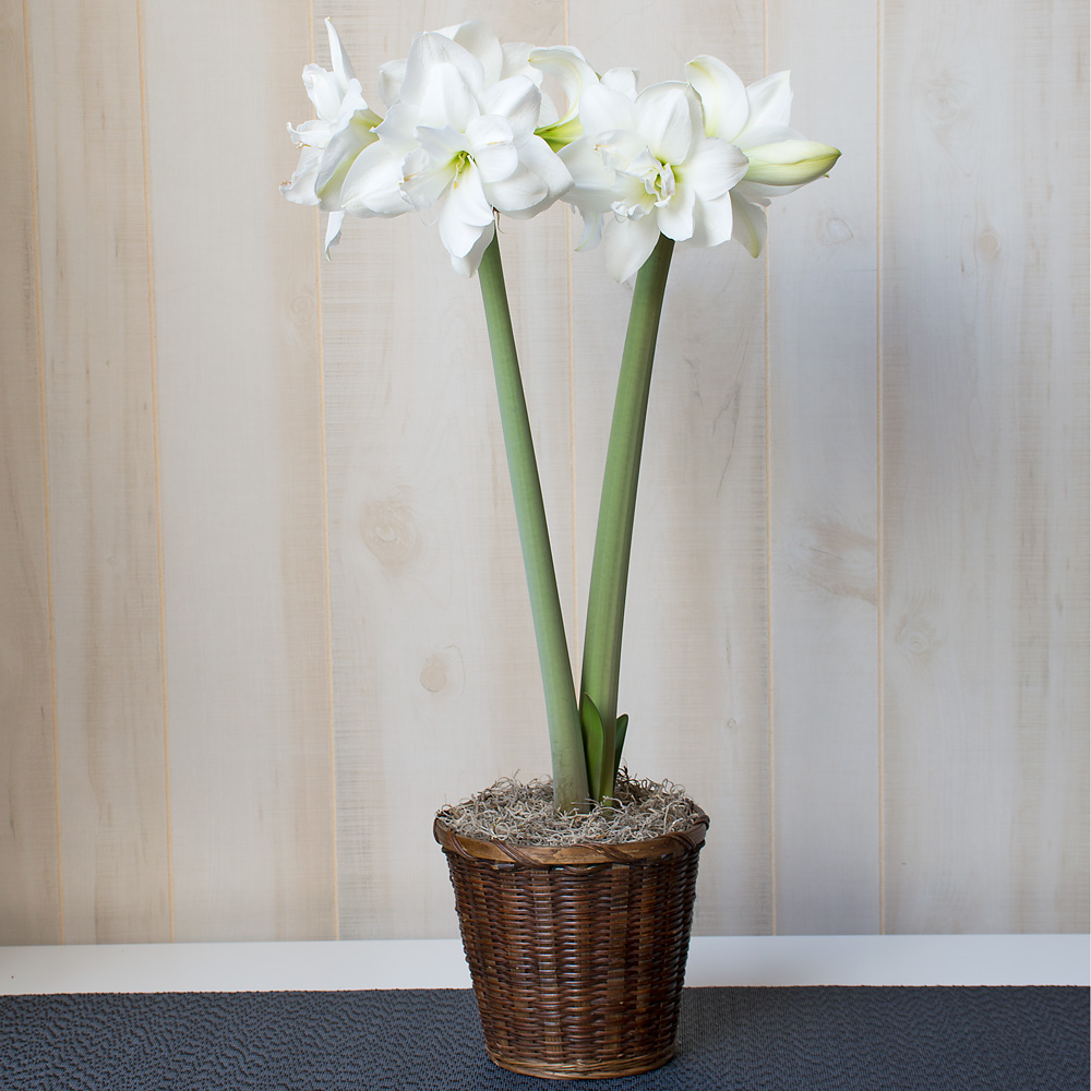 Amaryllis 'Akiko'
