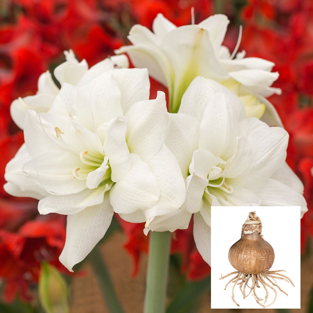 Amaryllis 'Akiko' Bulb