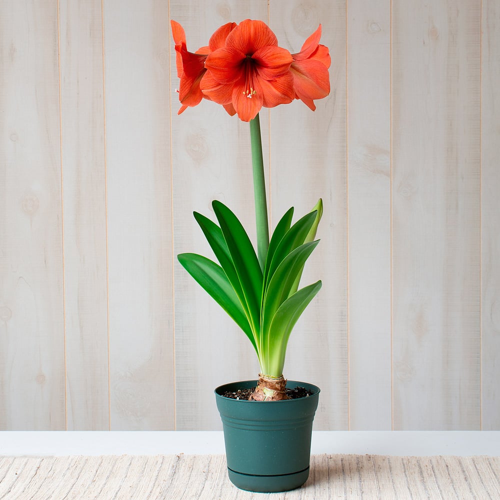 Amaryllis 'Rilona' White Flower Farm