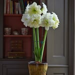 White Amaryllis