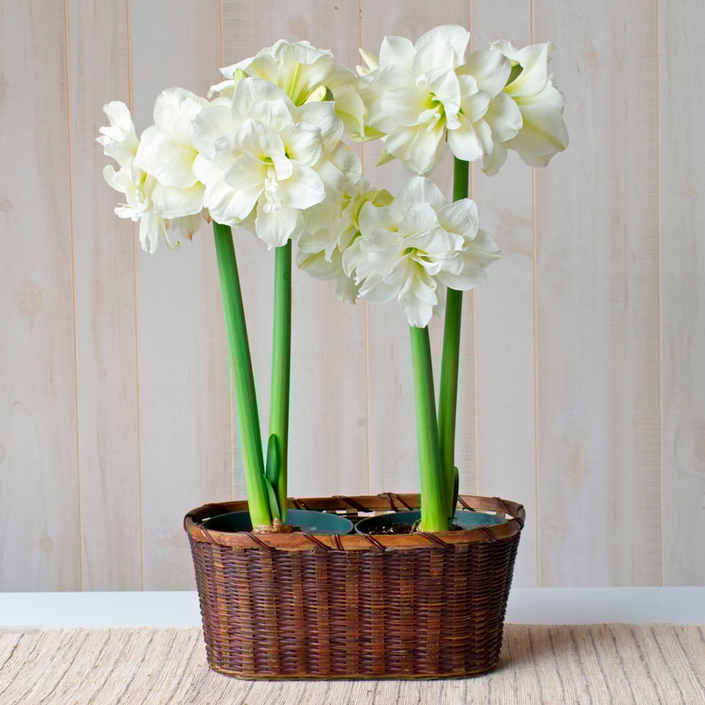 Amaryllis 'Alfresco'