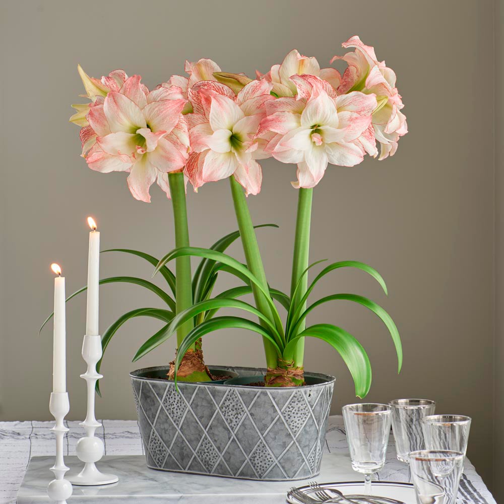 Amaryllis 'Aphrodite,' two nursery pots in metal cachepot