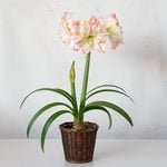  Amaryllis 'Aphrodite,' one bulb in woven basket