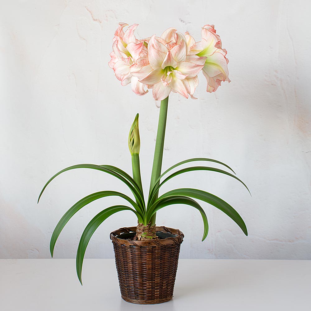Amaryllis 'Aphrodite'