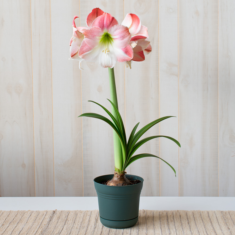 Amaryllis 'Apple Blossom'