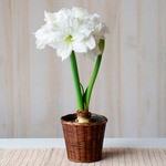  Amaryllis 'Arctic Nymph,' one bulb in woven basket