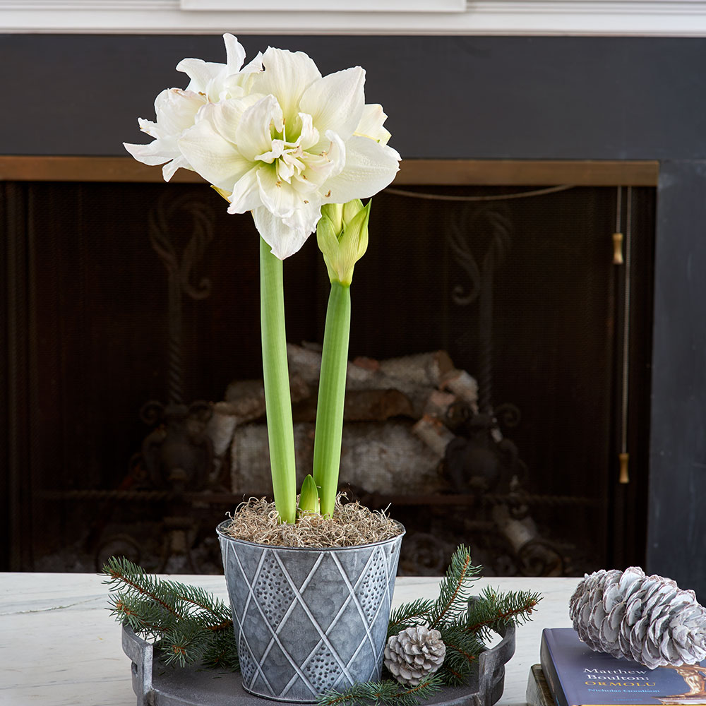 Amaryllis 'Arctic Nymph,' one bulb in metal cachepot