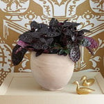  Purple Waffle 'Exotica' in cream ceramic cachepot