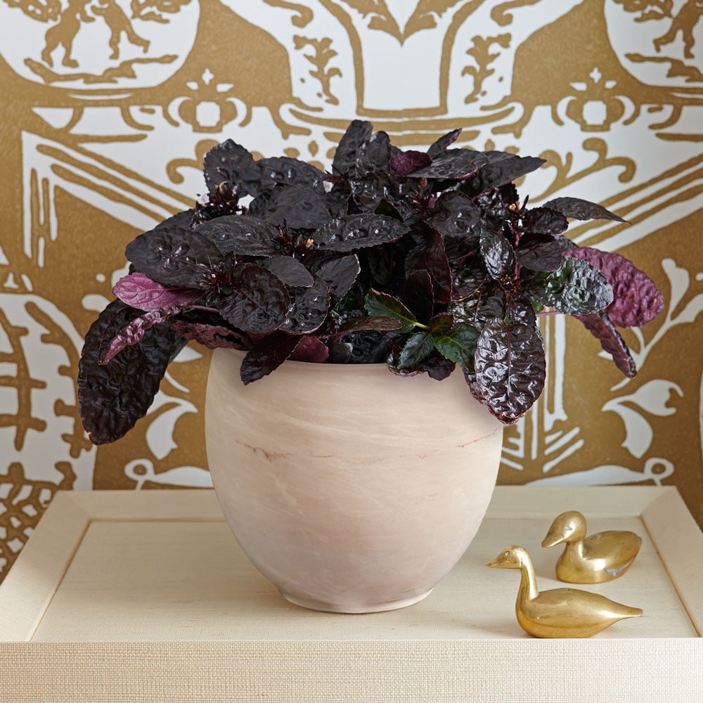 Purple Waffle 'Exotica' in cream ceramic cachepot