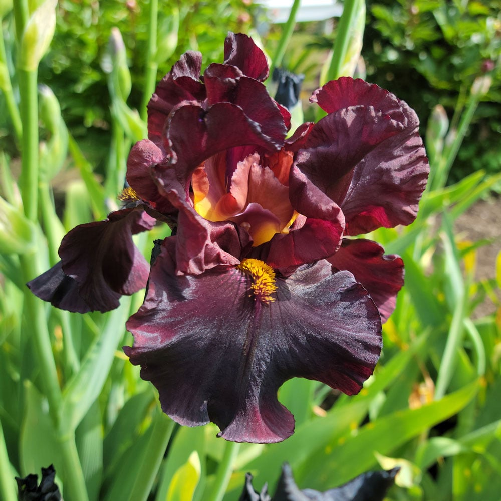 Iris germanica 'Raptor Red'