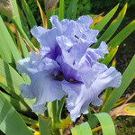  Iris germanica 'Café Bleu' - Reblooming