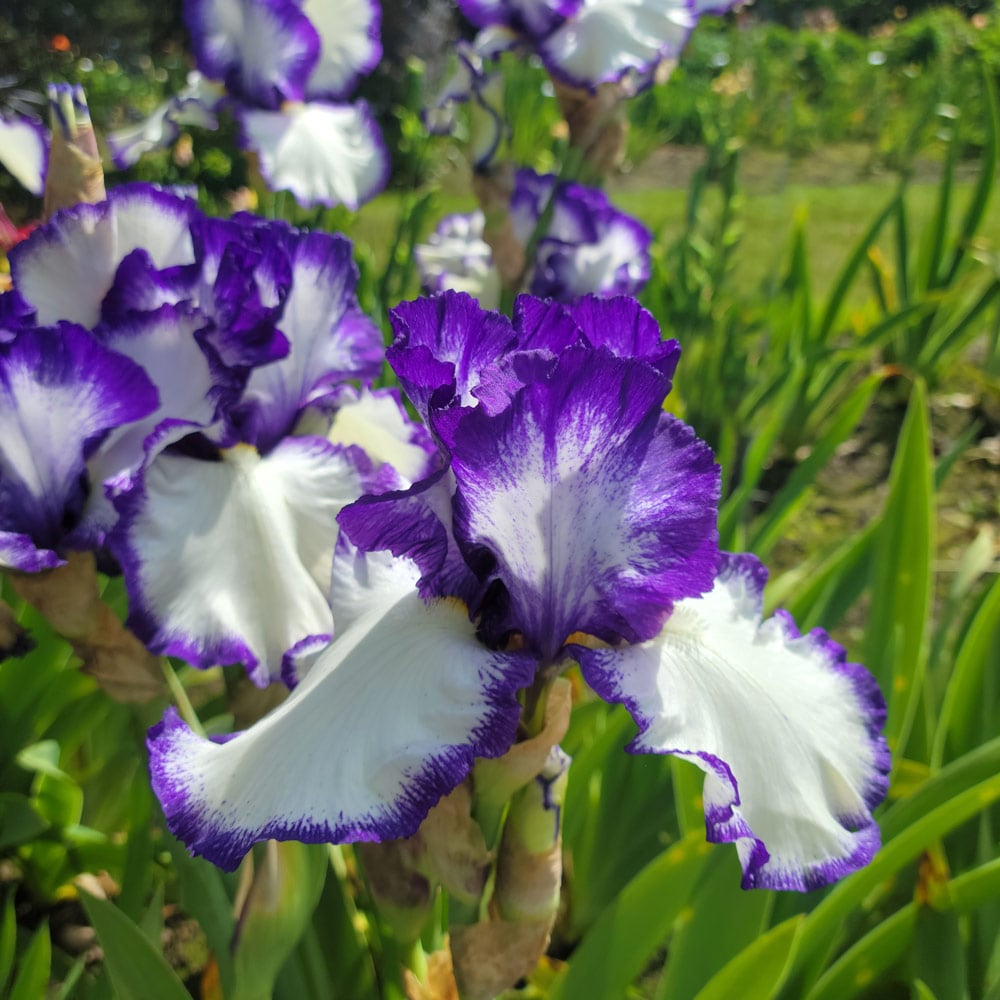 Iris germanica 'Presby's Crown Jewel' - Reblooming