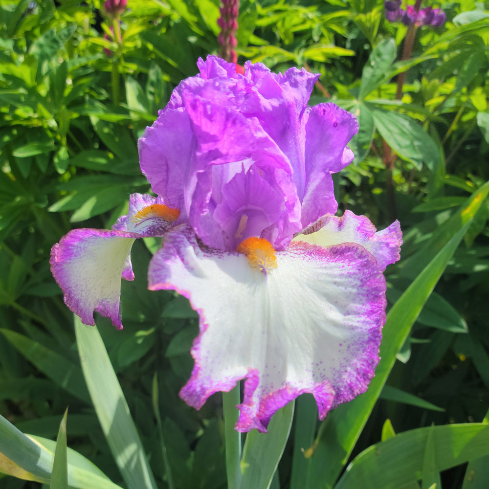 Iris germanica 'Swept Off My Feet' Reblooming White Flower Farm