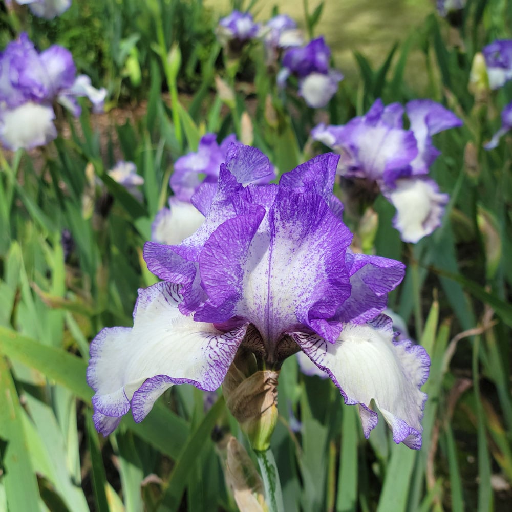Iris germanica 'Hemstitched' - Reblooming