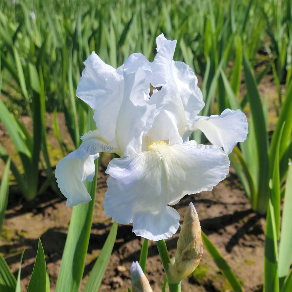 Iris germanica 'Immortality' Reblooming White Flower Farm