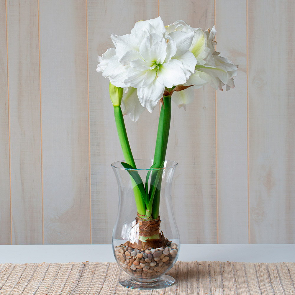 Amaryllis 'Arctic Nymph'