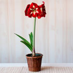  Amaryllis 'Barbados,' one bulb in woven basket