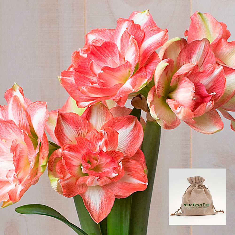 Amaryllis 'Beautiful Emotion,' one bulb in linen bag