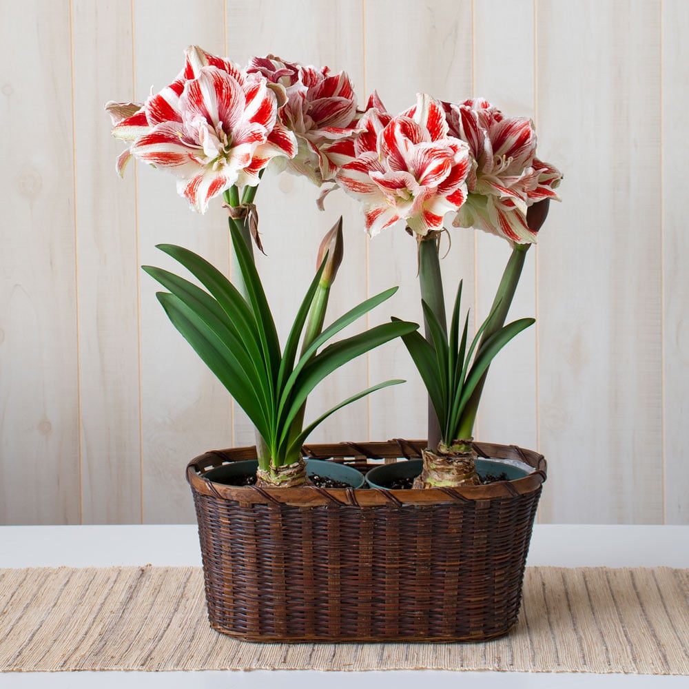 Amaryllis 'Bright Nymph'