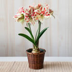  Amaryllis 'Bright Nymph,' one bulb in woven basket