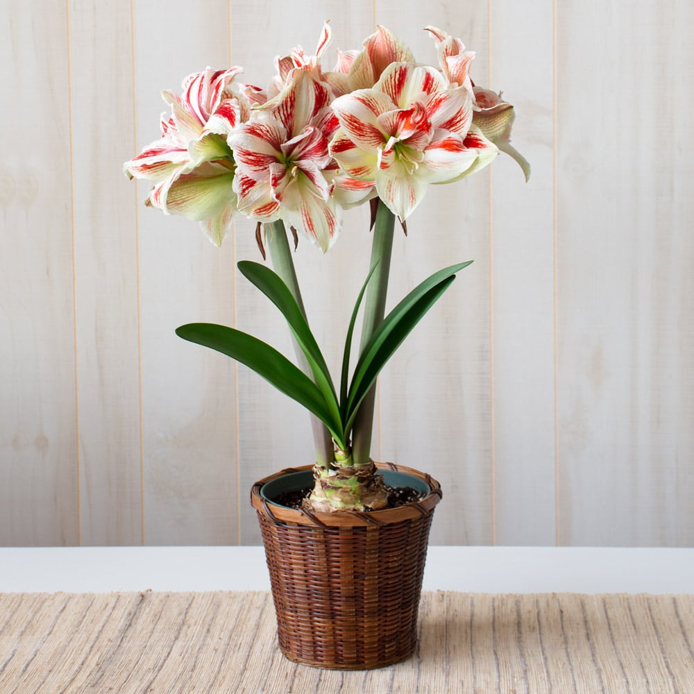Amaryllis 'Bright Nymph,' one bulb in woven basket