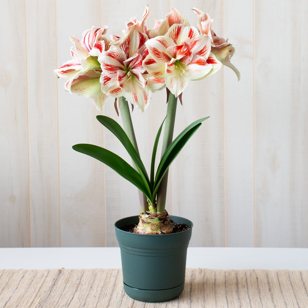 Amaryllis 'Bright Nymph'