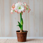  Amaryllis 'Candy Amadeus,' one bulb in woven basket