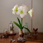  Amaryllis 'Candy Amadeus,' one bulb with Dutch hurricane vase kit