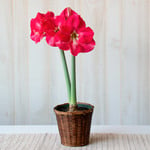  Amaryllis 'Candy Cream,' one bulb in woven basket