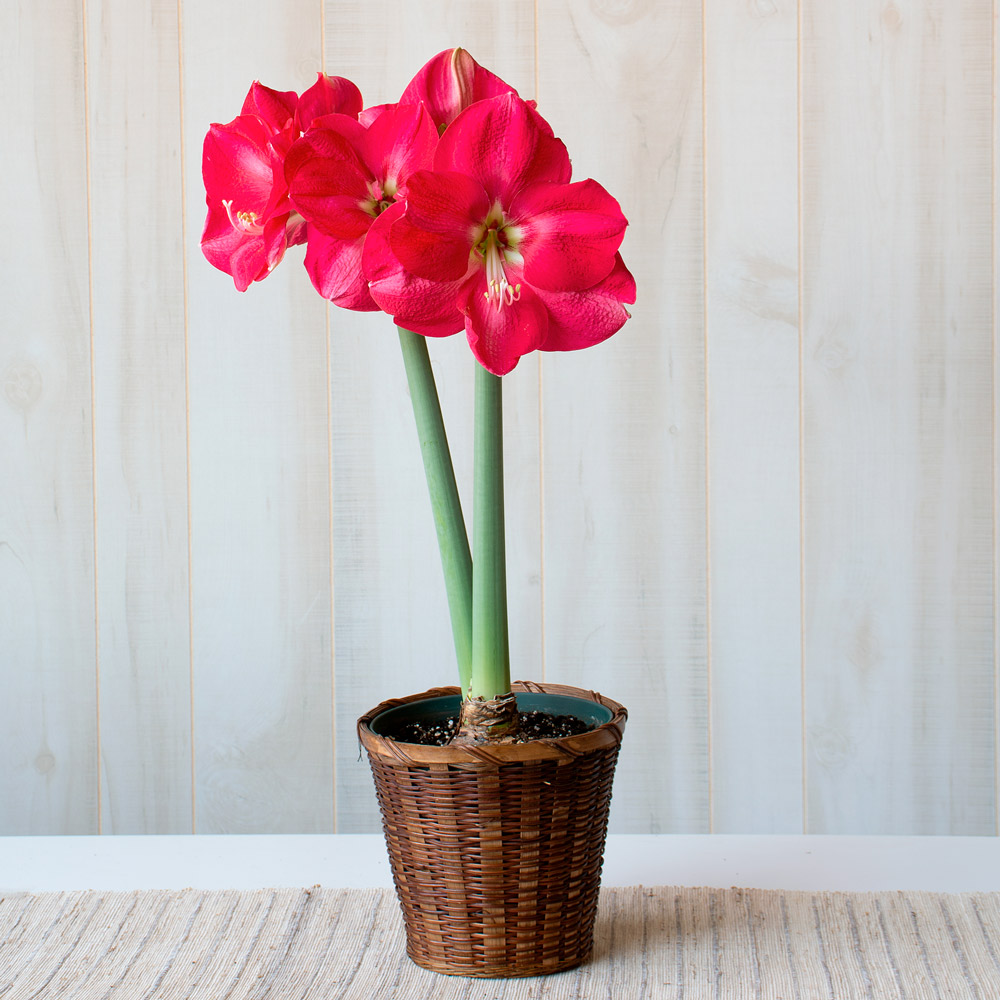 Amaryllis 'Candy Cream'