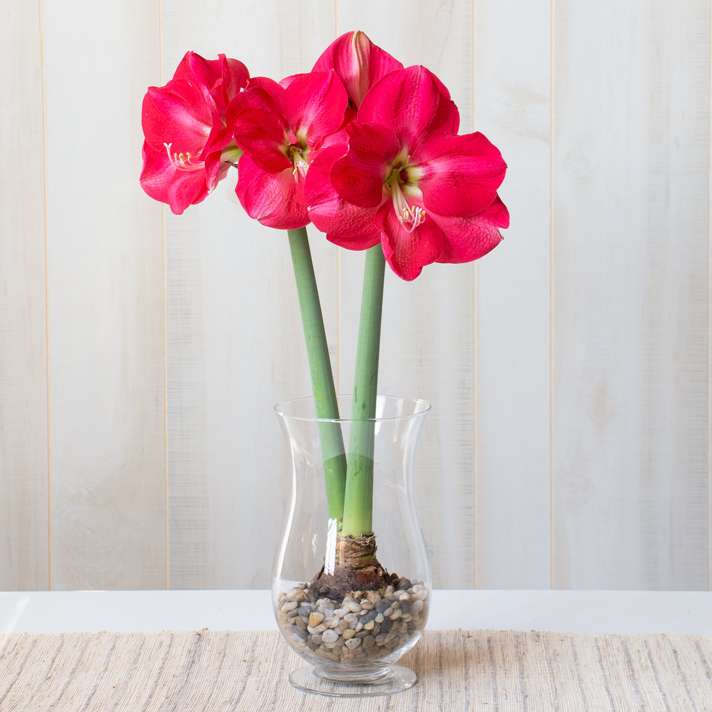 Amaryllis 'Candy Cream'