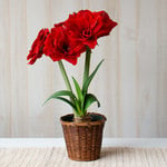  Amaryllis 'Cherry Nymph,' one bulb in woven basket