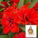  Amaryllis 'Cherry Nymph,' bulb only