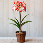  Amaryllis 'Clown,' one bulb in woven basket