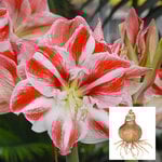  Amaryllis 'Clown,' bulb only