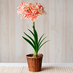  Amaryllis Dancing Queen®, one bulb in woven basket