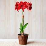  Amaryllis 'Double Delicious,' one bulb in woven basket