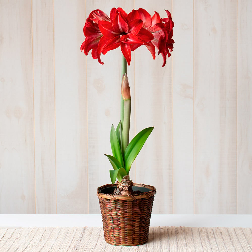 Amaryllis 'Double Delicious,' one bulb in woven basket