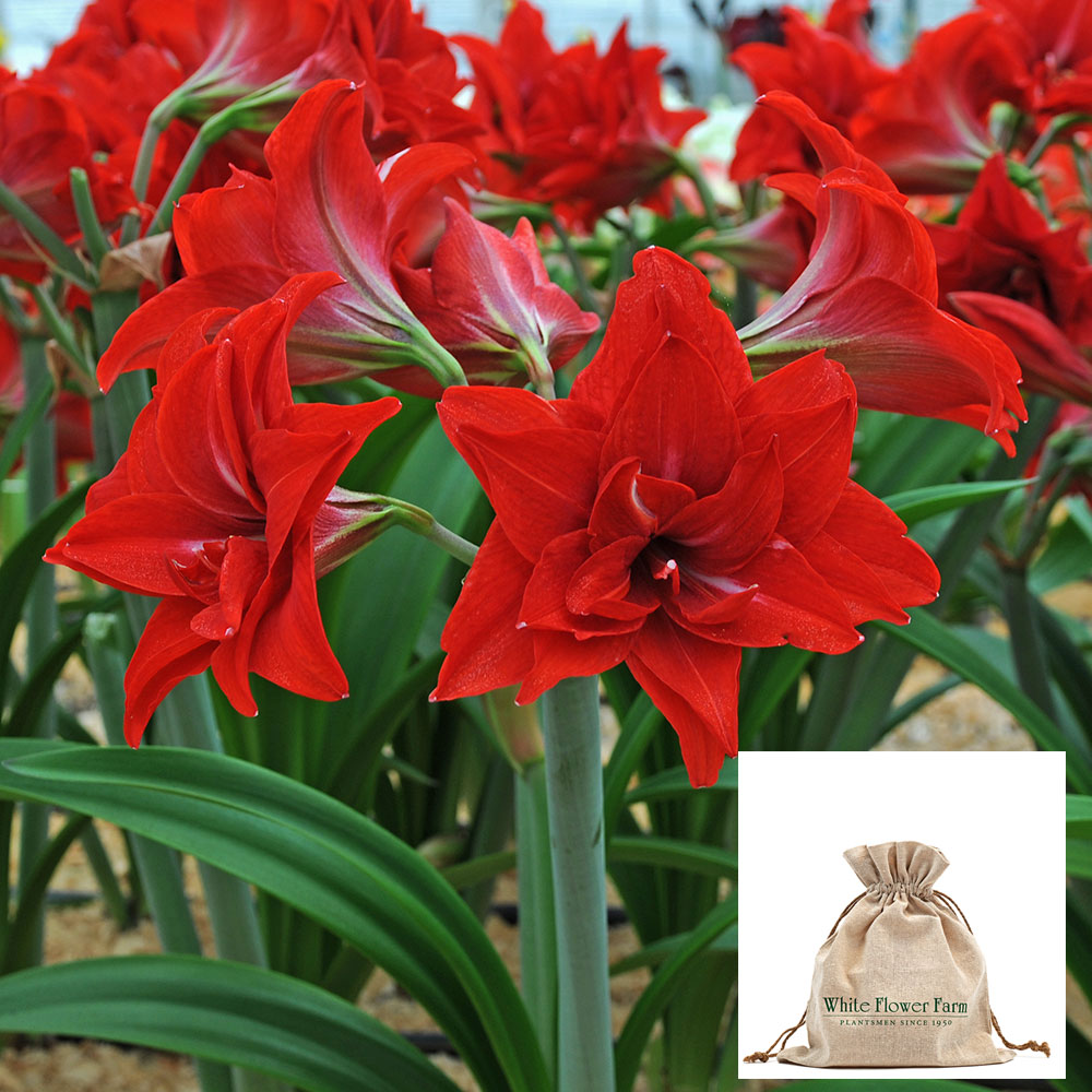 Amaryllis 'Double Delicious,' one bulb in linen bag