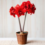  Amaryllis 'Double King,' one bulb in woven basket