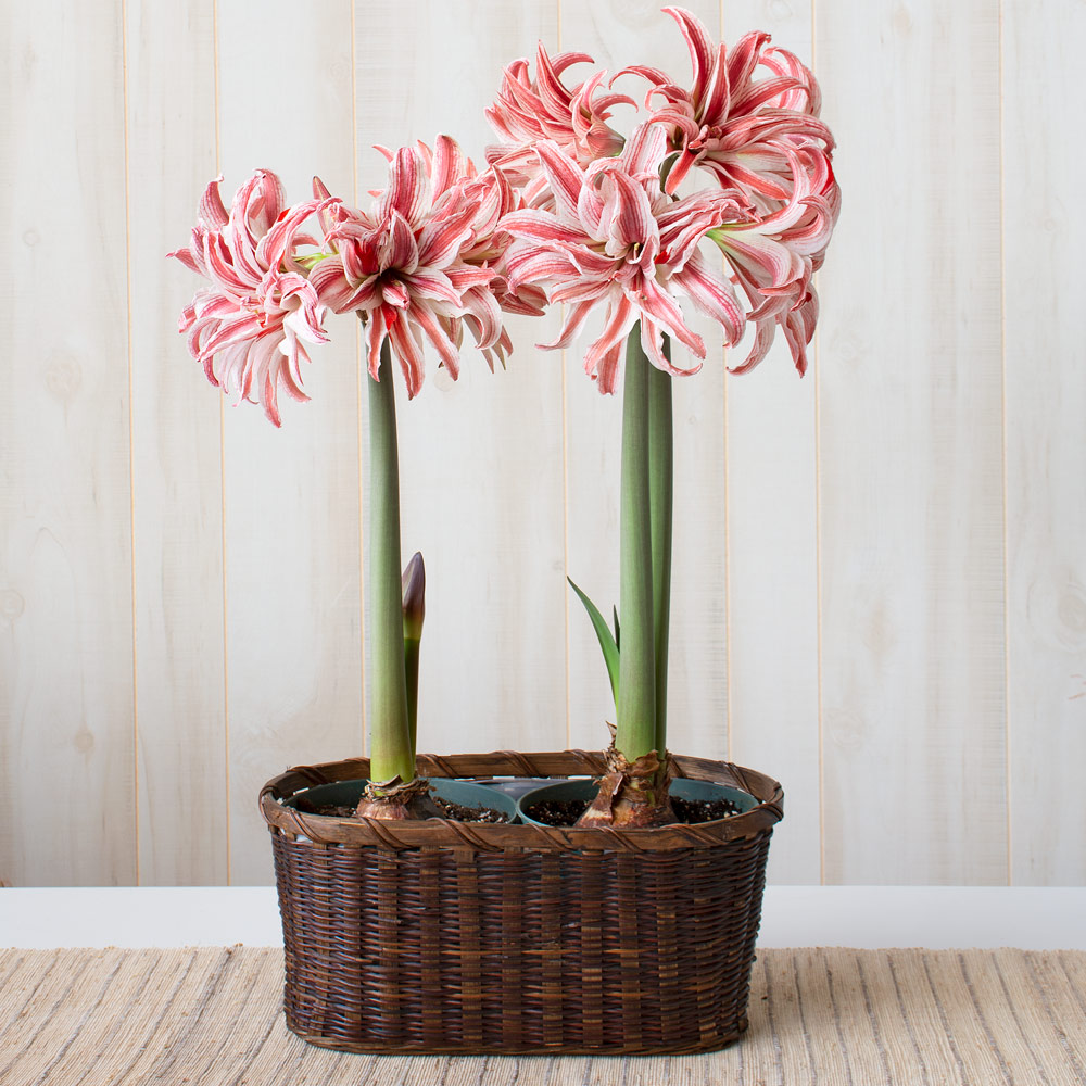 Amaryllis 'Doublet'